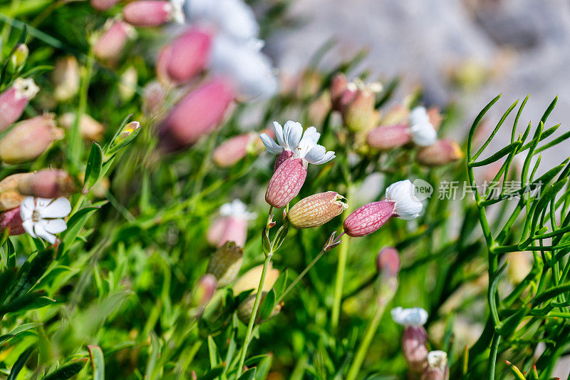 膀胱炎(silene vulgaris)